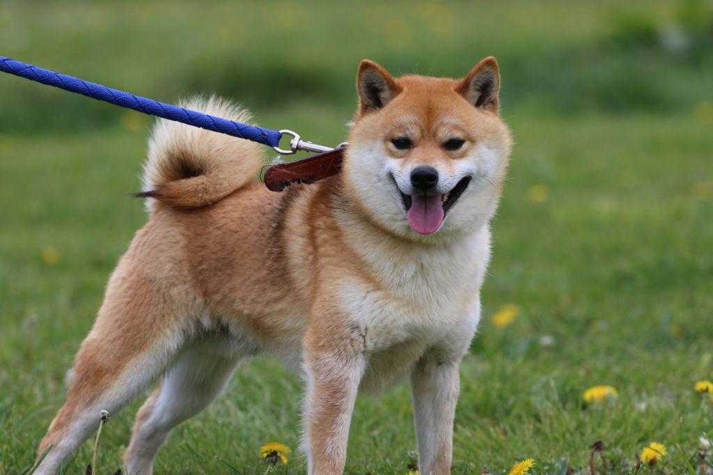 Elevage Chang Cheng eleveur de chiens Shiba