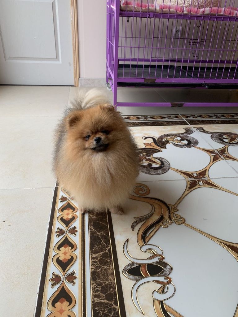 Royal Chang Cheng