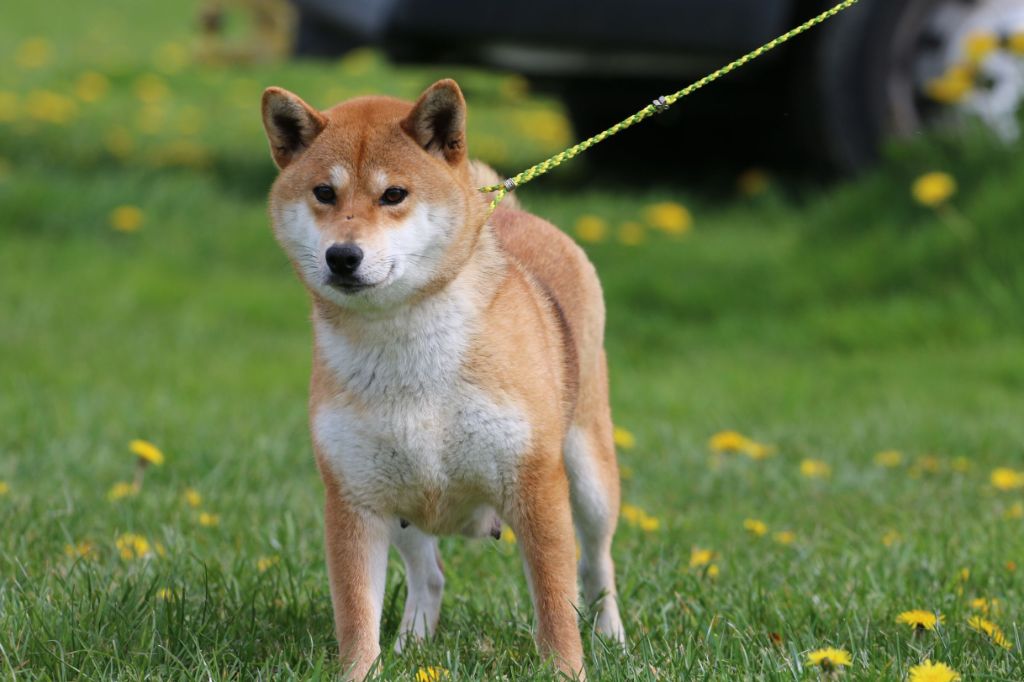 mistika lumari Tsuyudama