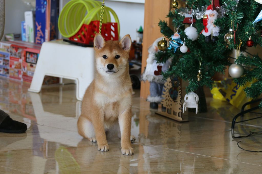 Chang Cheng - Chiots disponibles - Shiba